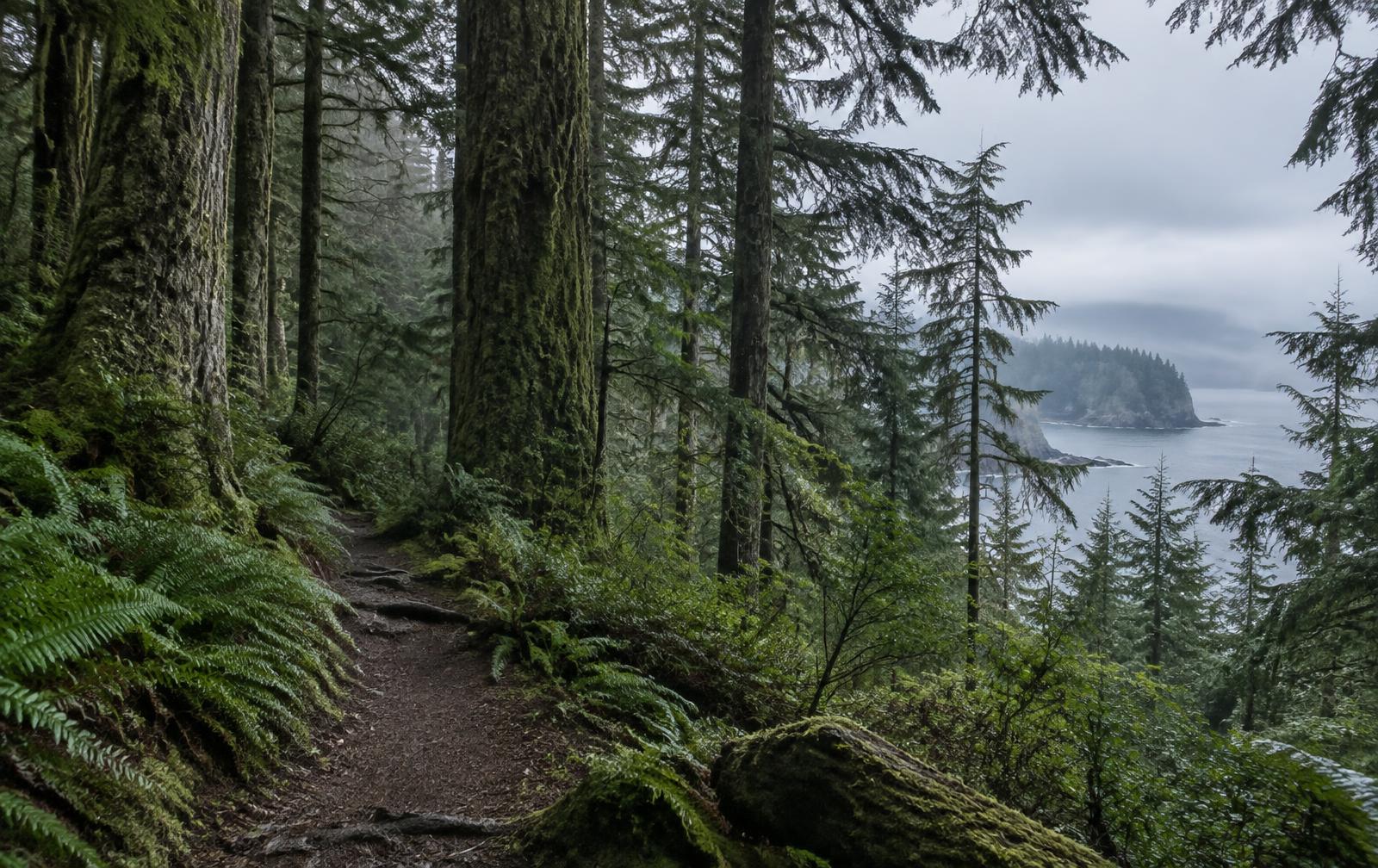 A coastal rainforest path lined with ferns and moss-covered cedars above the sea